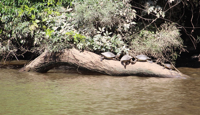 Kuranda Riverboat Cruise 016
