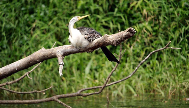 Kuranda Riverboat Cruise 021