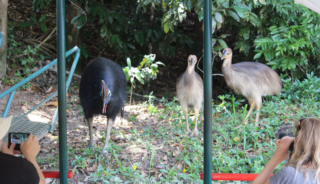 Kuranda Riverboat Cruise 025