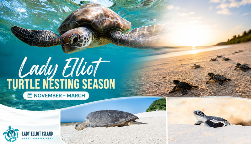 LADY ELLIOT cover page Turtle nesting