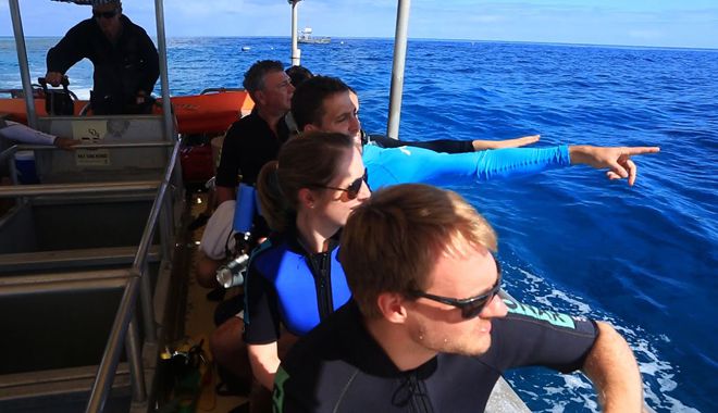 Lady Elliot Island 10