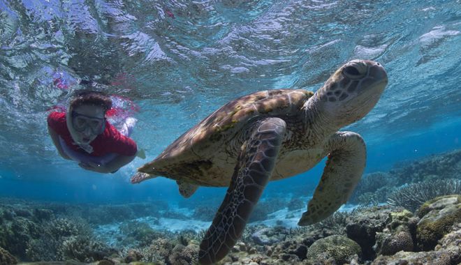 Lady Elliot Island 12