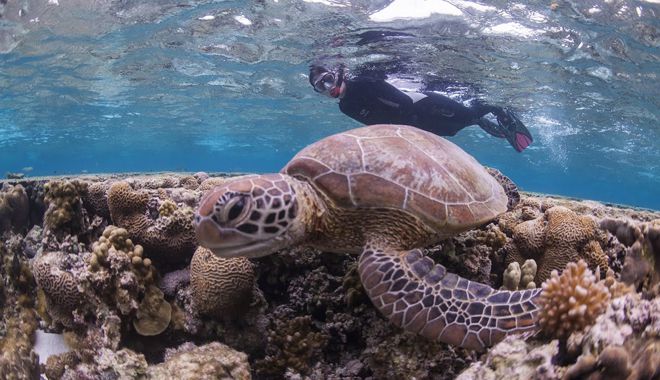 Lady Elliot Island 13