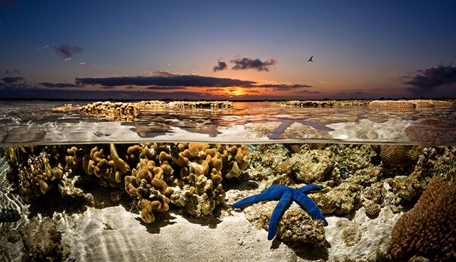 Lady Elliot Island 14