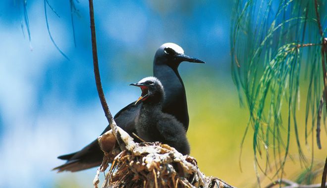 Lady Elliot Island 16