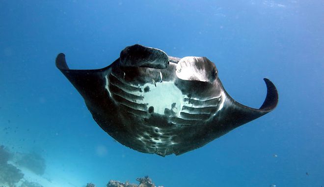 Lady Elliot Island 3