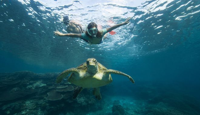 Lady Elliot Island 7