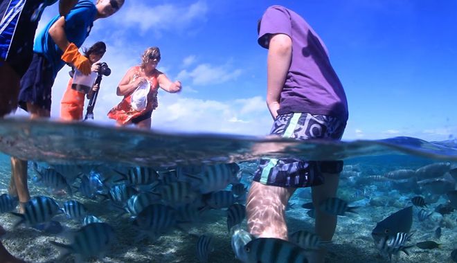 Lady Elliot Island 8