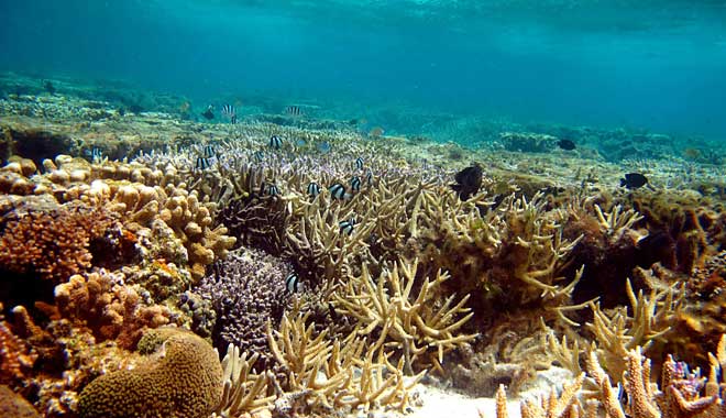 Lady Elliot Island Eco Resort Great Barrier Reef 13