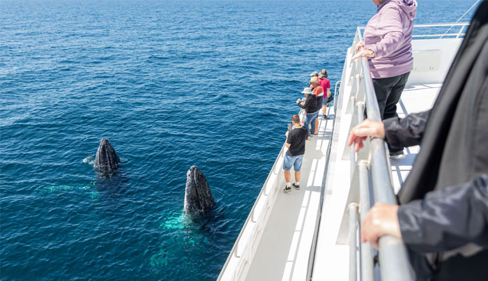 Lady Musgrave Experience whale