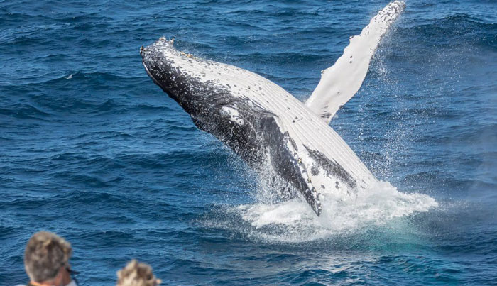 Lady Musgrave Experience whale1