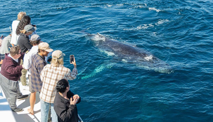 Lady Musgrave Experience whale2