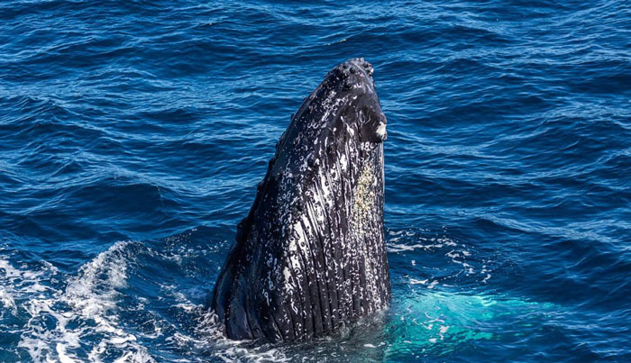 Lady Musgrave Experience whale4