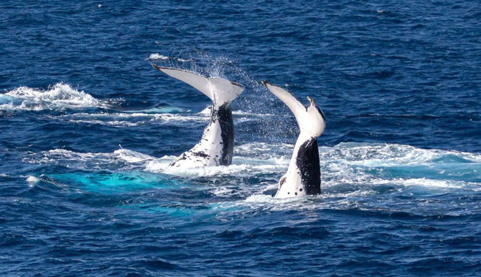 Lady Musgrave Experience whale5