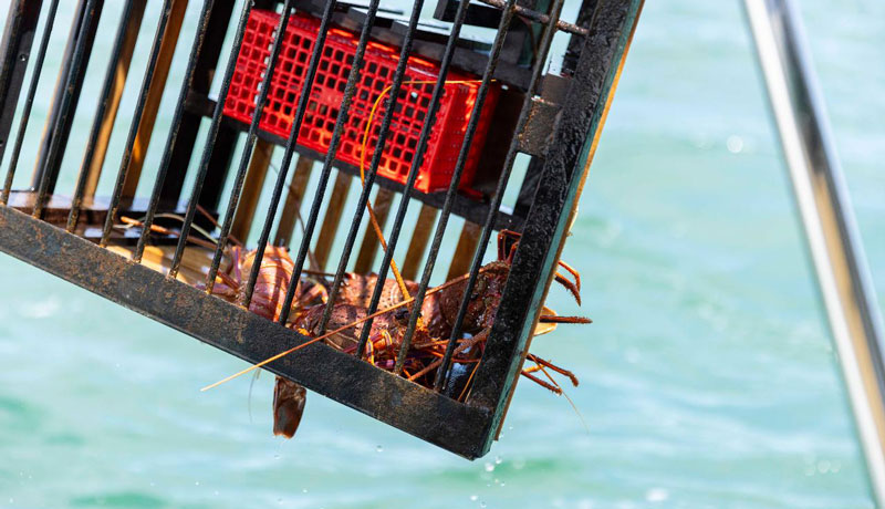 Lobster Catch and Cook Cruise WEB 017