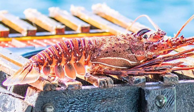 Lobster Pot Pull Kalbarri 002