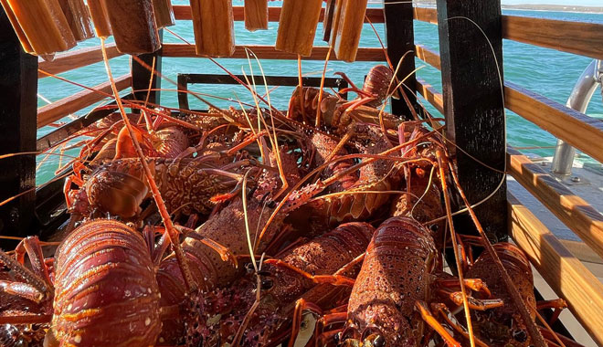 Lobster Pot Pull Kalbarri 008