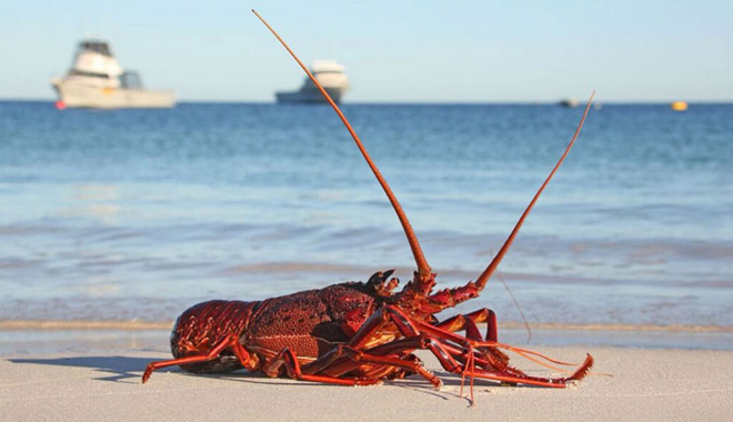 Lobster Shack 6