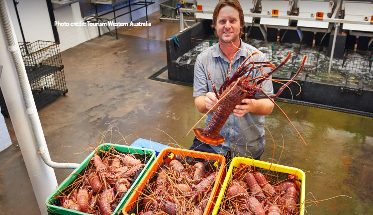Lobster Shack Tourism Western Australia 02