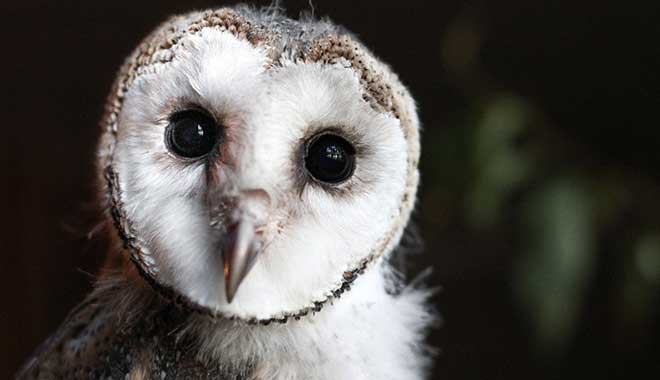 Lone Pine Koala Sanctuary 1