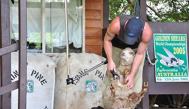 Lone Pine Koala Sanctuary 10