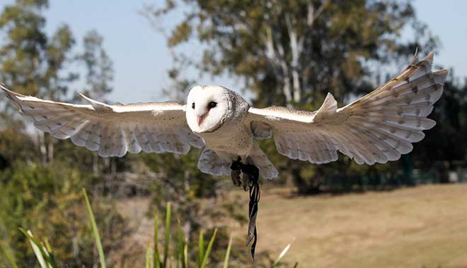 Lone Pine Koala Sanctuary 8
