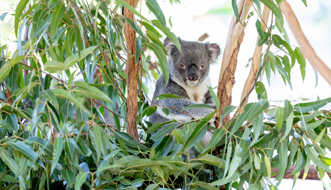 Lone Pine Koala