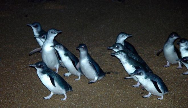 Low Head Penguin Tour 001 WEB