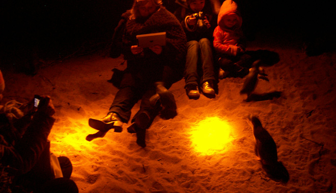 Low Head Penguin Tour 002 WEB