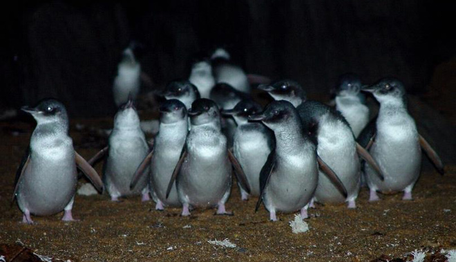 Low Head Penguin Tour 003 WEB