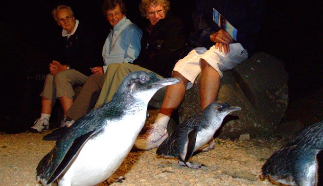 Low Head Penguin Tour 005 WEB