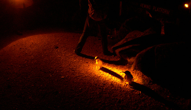 Low Head Penguin Tour 008 WEB