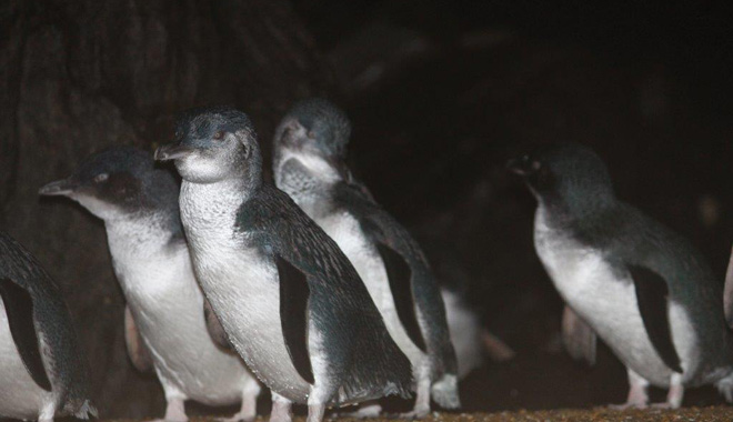 Low Head Penguin Tour 015 WEB