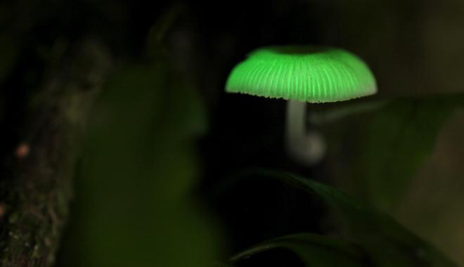 Luminous mushroom