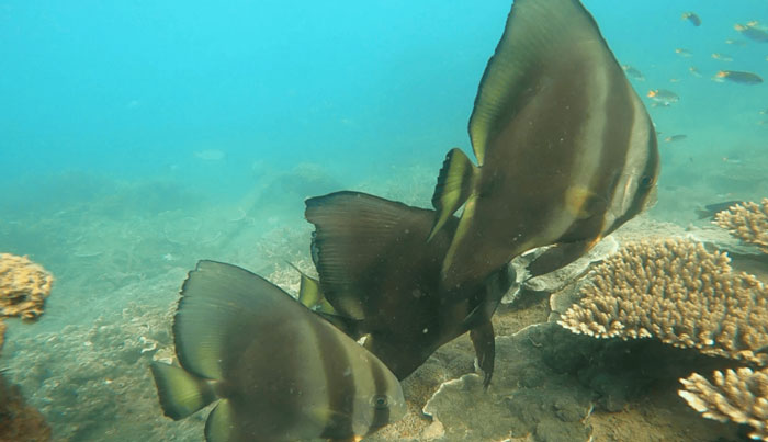 MAGNETIC ISLAND ADVENTURER TOUR 018