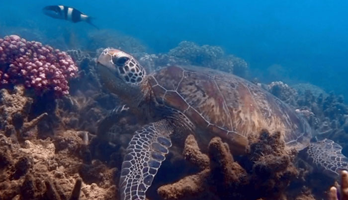 MAGNETIC ISLAND ADVENTURER TOUR 019