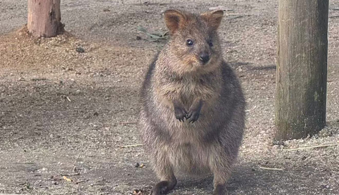 MARU Quokka 03