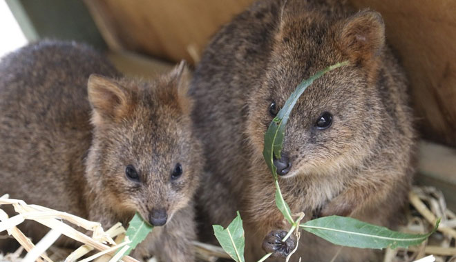MARU Quokka 19.02 (45)