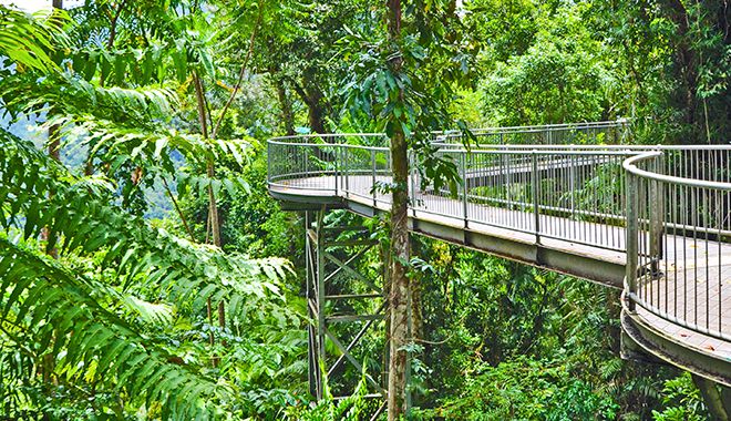Mamu Tropical Skywalk 8