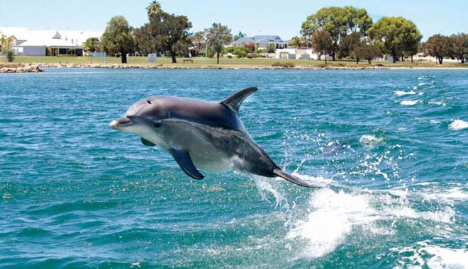 Mandurah Cruises Leaping Dolphin