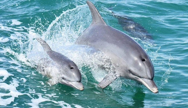 Mandurah Dolphin Cruise  Views 003