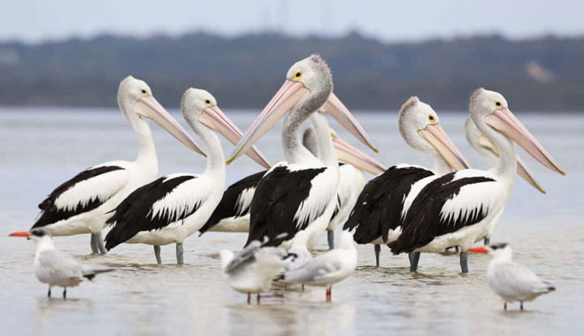 Mandurah Dolphin Cruise  Views 007