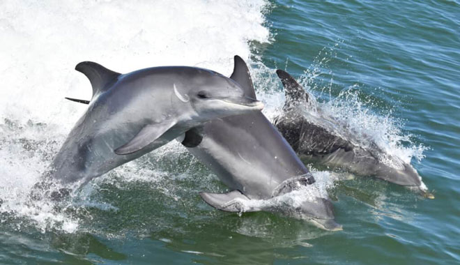 Mandurah Murray River Lunch Cruise (5)