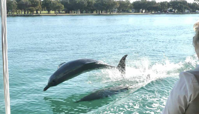 Mandurah Murray River Lunch Cruise (9)