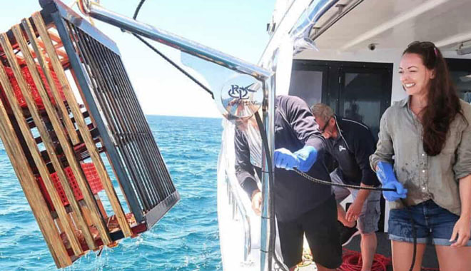 Mandurah Wild Seafood Experience 001 lobster catch