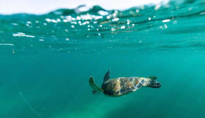 Manly Snorkel Tour (2)
