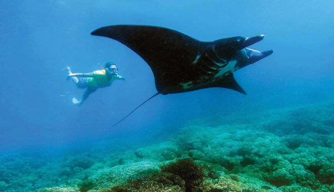 Manta Ray Experience (1)