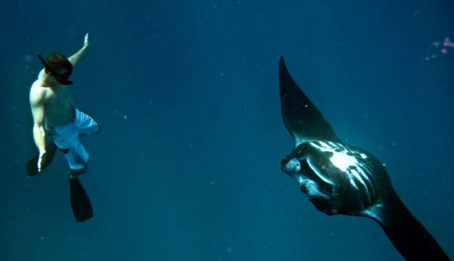 Manta Ray Experience (3)