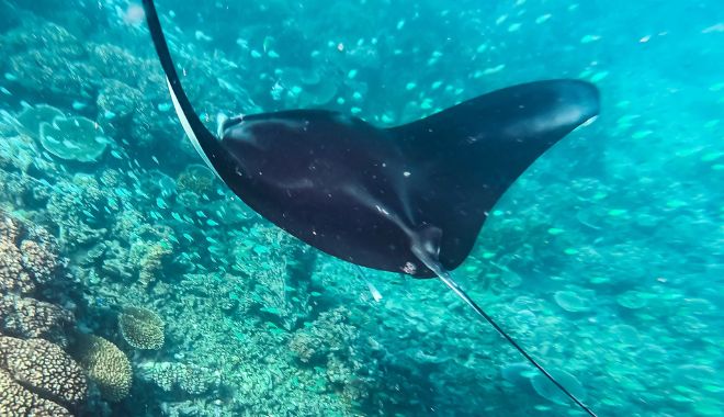 Manta Ray Experience (4)