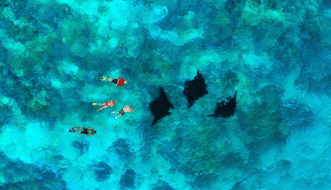 Manta Ray Experience (7)